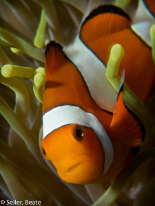 Clownfish at Alam Batu housereef, Taken with Canon G12 an... by Beate Seiler 